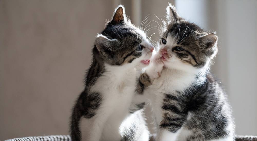 中国猫主食罐白皮书公布 朵达全系列深度拆解PG电子麻将胡了2试玩【行业解读】2025(图3)