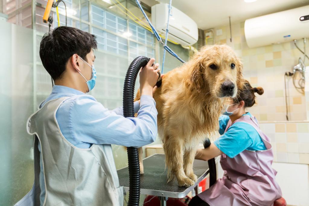 渐成潮流 中国宠物市场持续升温PG麻将胡了免费模拟器精细养宠(图2)